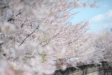 哲学堂のさくら