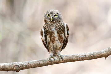 Spotted owlet perched on a branch of tree in the forest.