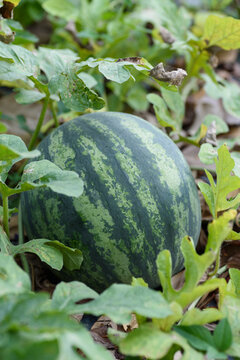 Fresh watermelon grown in an organic field