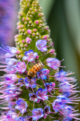 Closeup of flying bees with flowers