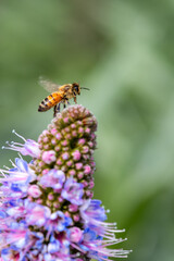 Closeup of flying bees with flowers