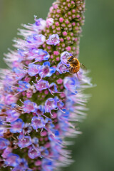 Closeup of flying bees with flowers