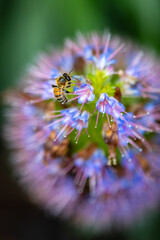 Closeup of flying bees with flowers