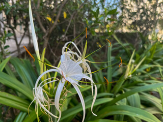 Beach spider lily Plant ( Hymenocallis littoralis) in garden