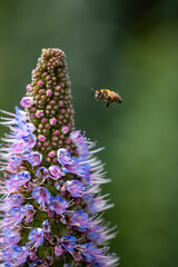 Closeup of flying bees with flowers