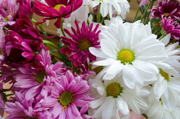 chrysanthemum flowers