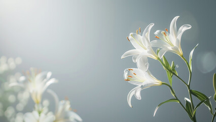 White lily flowers on a light background. Floral background.