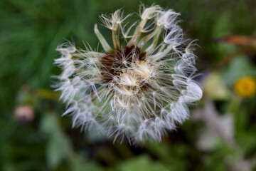 Macro White Strands of a Dandelion