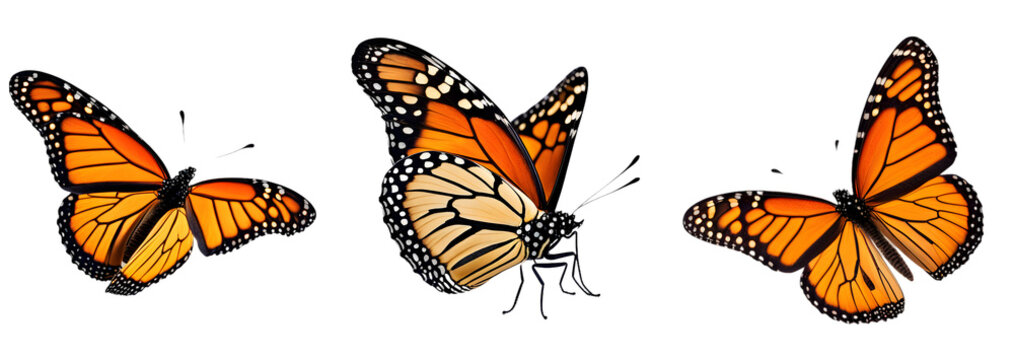 Conjunto de Lindas borboletas  Monarca voando,borboleta laranja, amarela e preto em voo isolada em um fundo transparente.