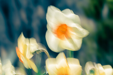 Abstract Dancing Daffodils