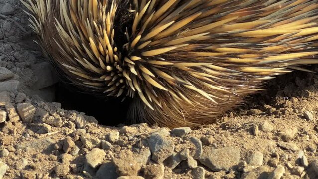Close up of an echidna or spiny anteater digging for and eating ants along the coastline of the Fleurieu Peninsula in South Australia in 4k video footage