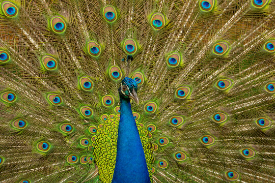 An elegant male peacock in full display