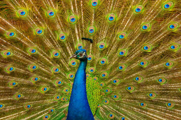 An elegant male peacock in full display