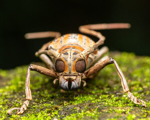 A beetle perched on a rock poses close-up