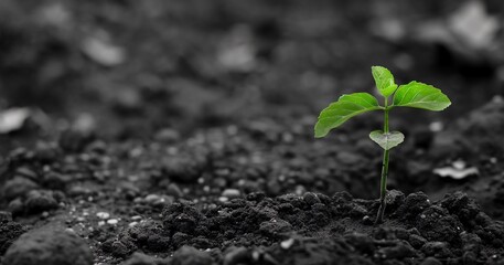 Naklejka premium Side view. A green sapling emerges from the soil. In black and white tones.