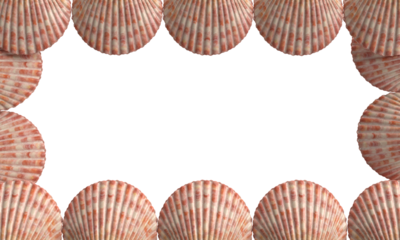 seashell pattern frame empty blank white isolated background wallpaper summer season june month may travel holiday nature sun party sale relax sand starfish animal decoration water scallop element art