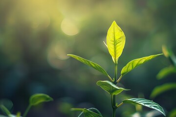 Leaf light design and blur nature seedlings lovely tea. Generative Ai - obrazy, fototapety, plakaty