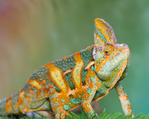Close-up photo of a Chameleon