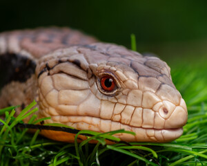 close up of a lizard