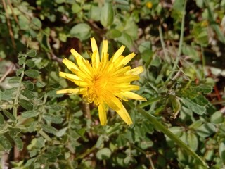 yellow dandelion flower