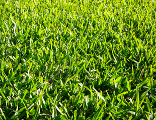 Green St. Augustine Grass Lawn
