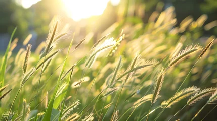 Papier peint Herbe Green grass meadow with sunlight background