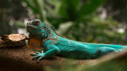 green iguana on a branch
