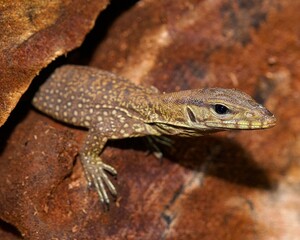 The clouded monitor is a species of monitor lizard, native to Burma, Thailand and Indochina to West...