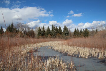 Spring In The Wetlands, Gold Bar Park, Edmonton, Alberta