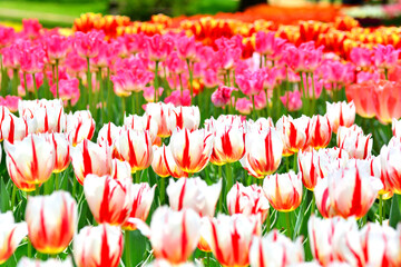 A field of tulips in full bloom.