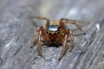 Front portrait of Plexippoides doenitzi jumping spider (Natural+flash light, macro close-up photography)