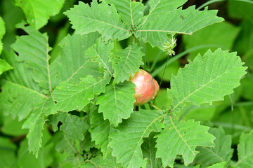 ミズナラに虫こぶ