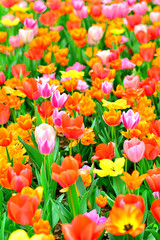 A field of tulips in full bloom.