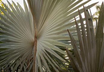 Bismarckia nobilis or Bismarck palm, a palm tree for a politician