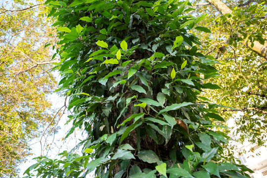 Javanese long pepper plant or Piper retrofractum climbing on trees in the garden