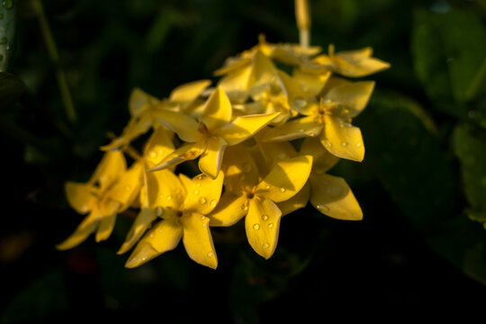 Yellow Soka Flower, Ixora coccinea, Jungle geranium, a species in the family Rubiaceae