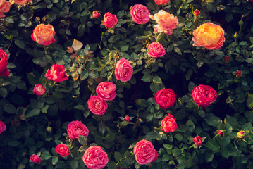 Sunny flower floral soft roses sunbeam blossom blurred background. Sunbeam shining through Pastel...