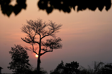 silhouette of tree during sunset