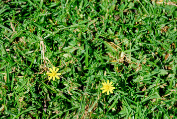 Wild Dandelion plant with two beautiful yellow flowers in the middle of the grass.
