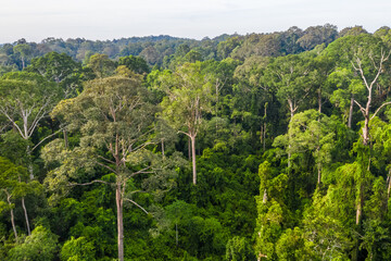 Aerial view of the Borneo rainforest.