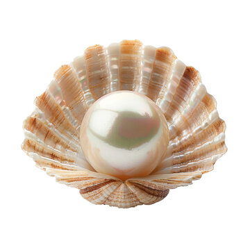 Realistic 3D illustration of a single luxury pearl in an open oyster shell on white.