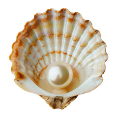Isolated Pearl in Scallop Shell Illustration