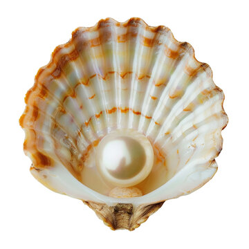 Isolated Pearl in Scallop Shell Illustration