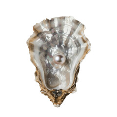 Natural pearl inside an oyster shell
