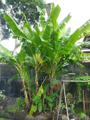 vegetables in the garden banana trees