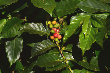 Coffee beans ripening on a tree                               