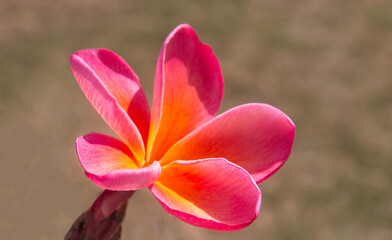 Plumeria flower - orange and pink - Southern California United States