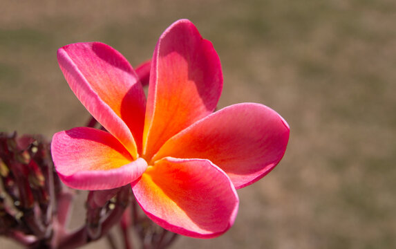 Plumeria flower - orange and pink - Southern California United States