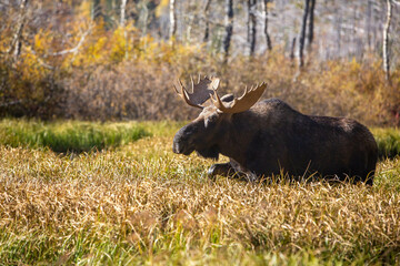 moose in the woods