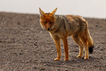 Lycalopex culpaeus, walking on the sandy slopes of the Andes mountains